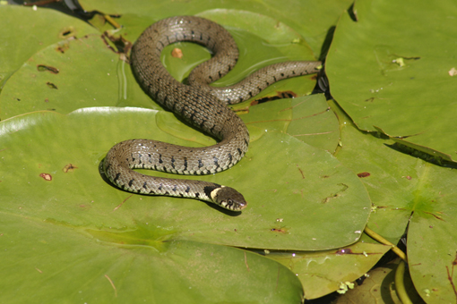 grass snake