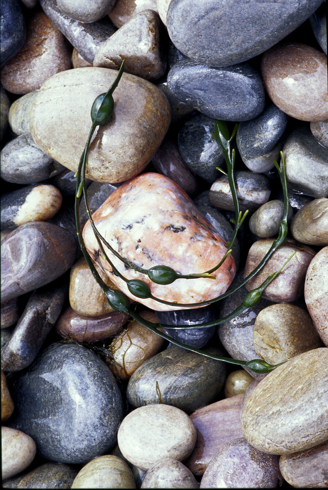 I love the deliciousness of the colours of the wet pebbles.