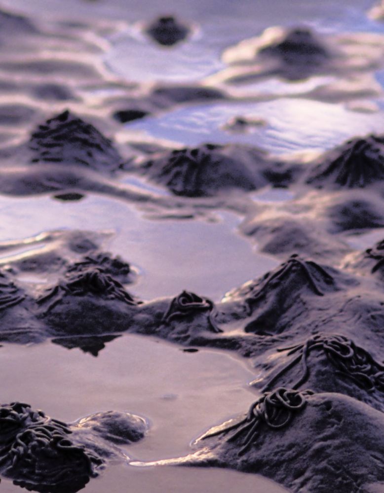 Wormcasts (1)