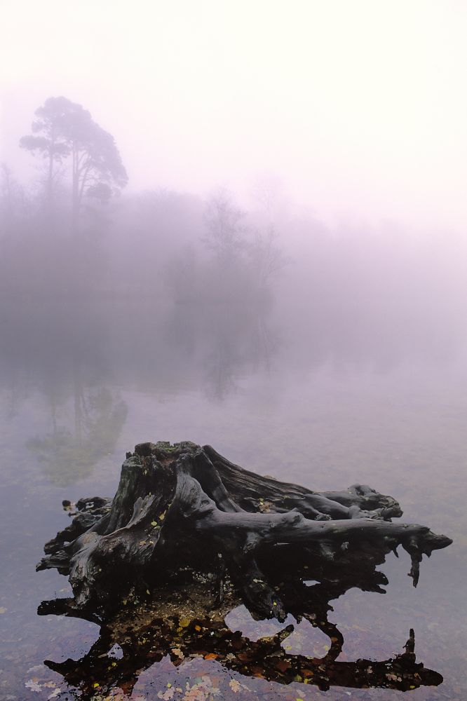 Tree Stump at Black Park Lake