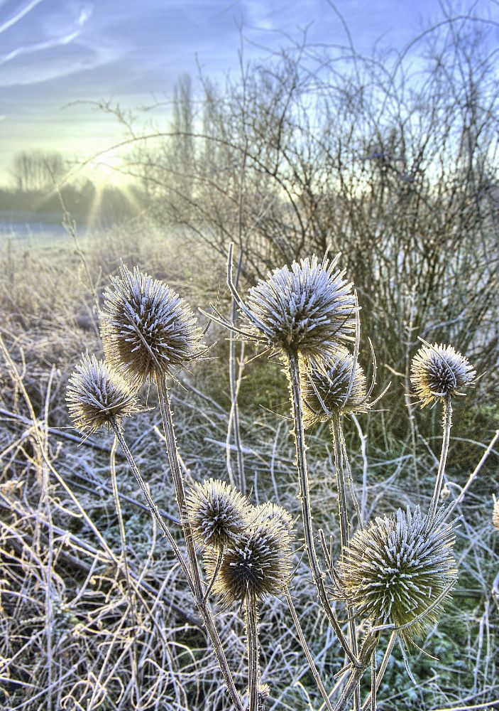 Frosty Teasels
