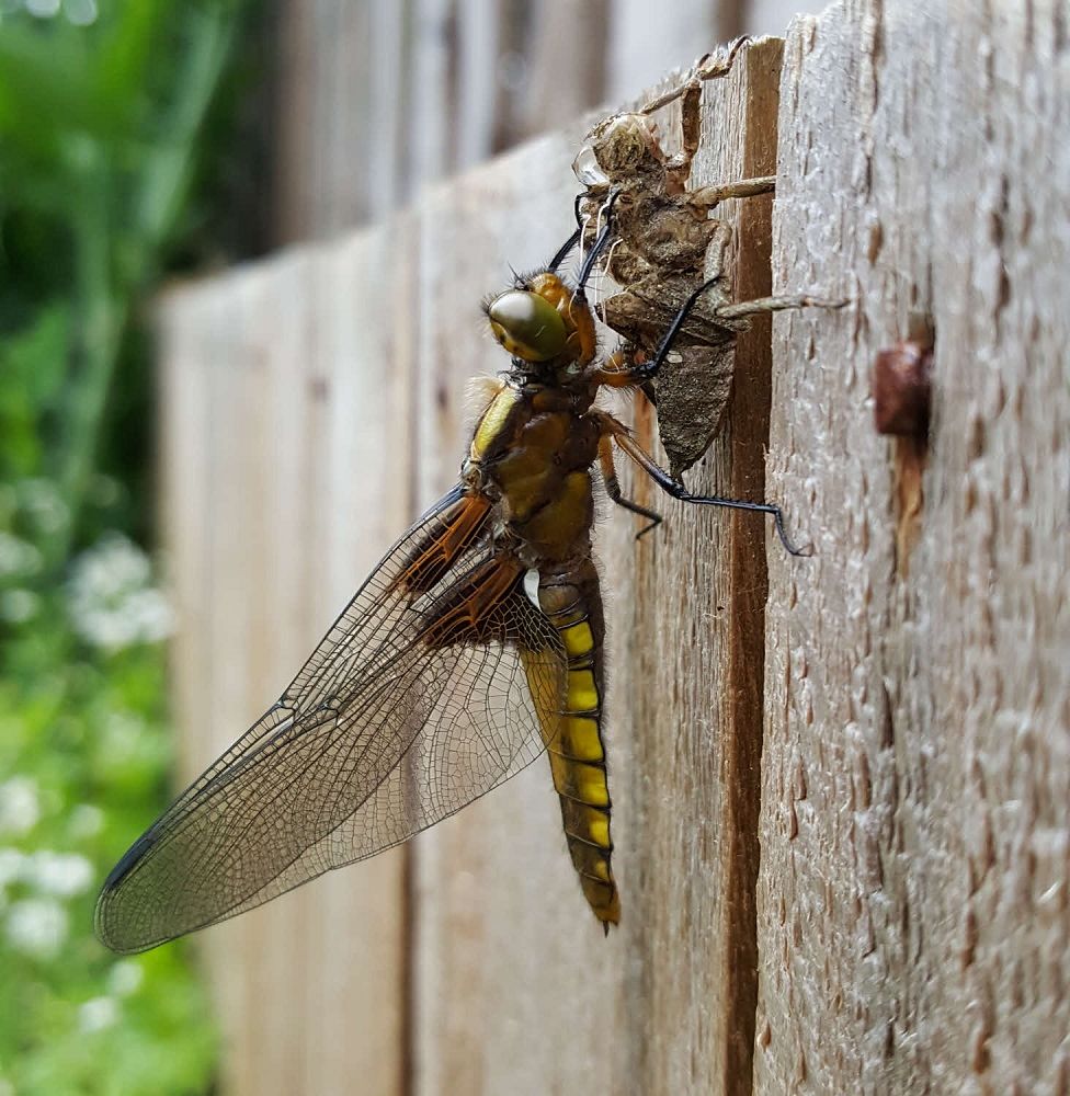 I was amazed by the image quality from my Galaxy S6 mobile phone. This is an adult emerging from its larval case waiting for its wings to harden