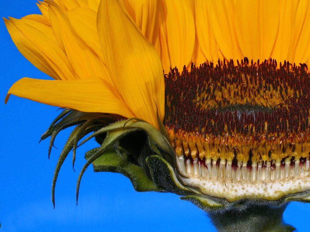 Sunflower Section