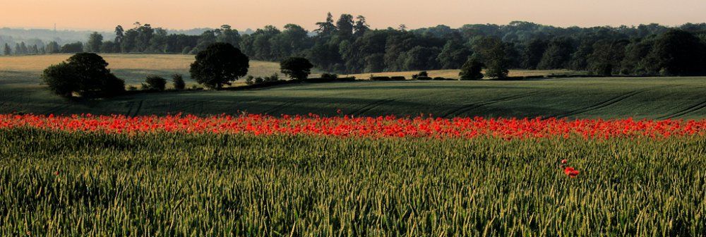 The poppies lasted only a very few days before a thunderstorm battered them into submission. Although fleeting, they gave a glorious splash of colour to my daily commute.