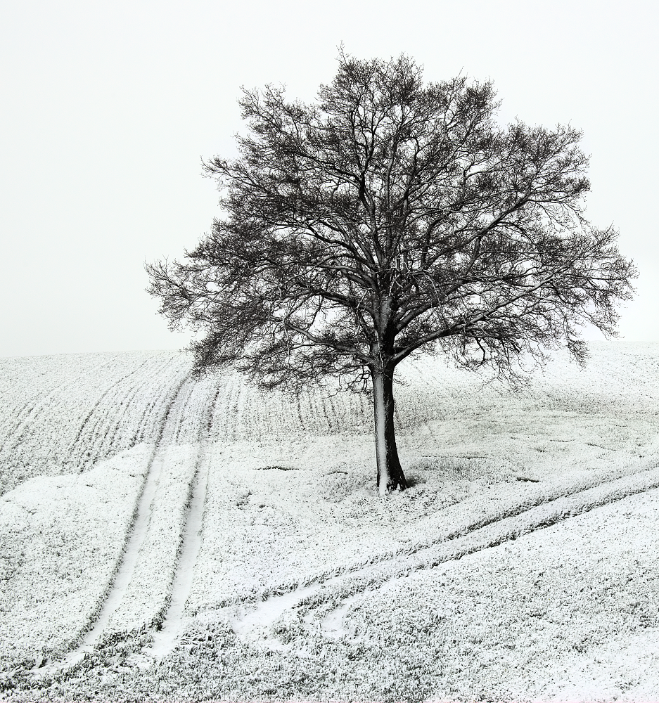 It took several attempts to get an image of my tree bedecked in snow; until this image, every time it snowed and I drove out to the location, the snow had melted by the time I had driven and walked there!