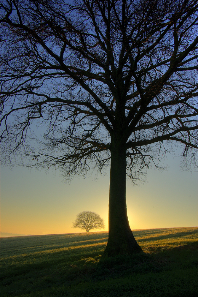 Near and Distant Trees