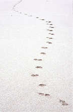 photo of dogprints in sand