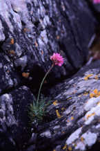 photo of sea-pink in rock crevice