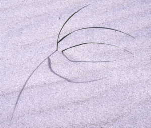 photo of grass in sand dunes
