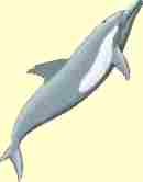 image of dolphin